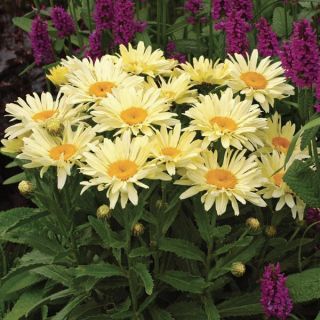 Banana Cream Shasta Daisy Thumbnail